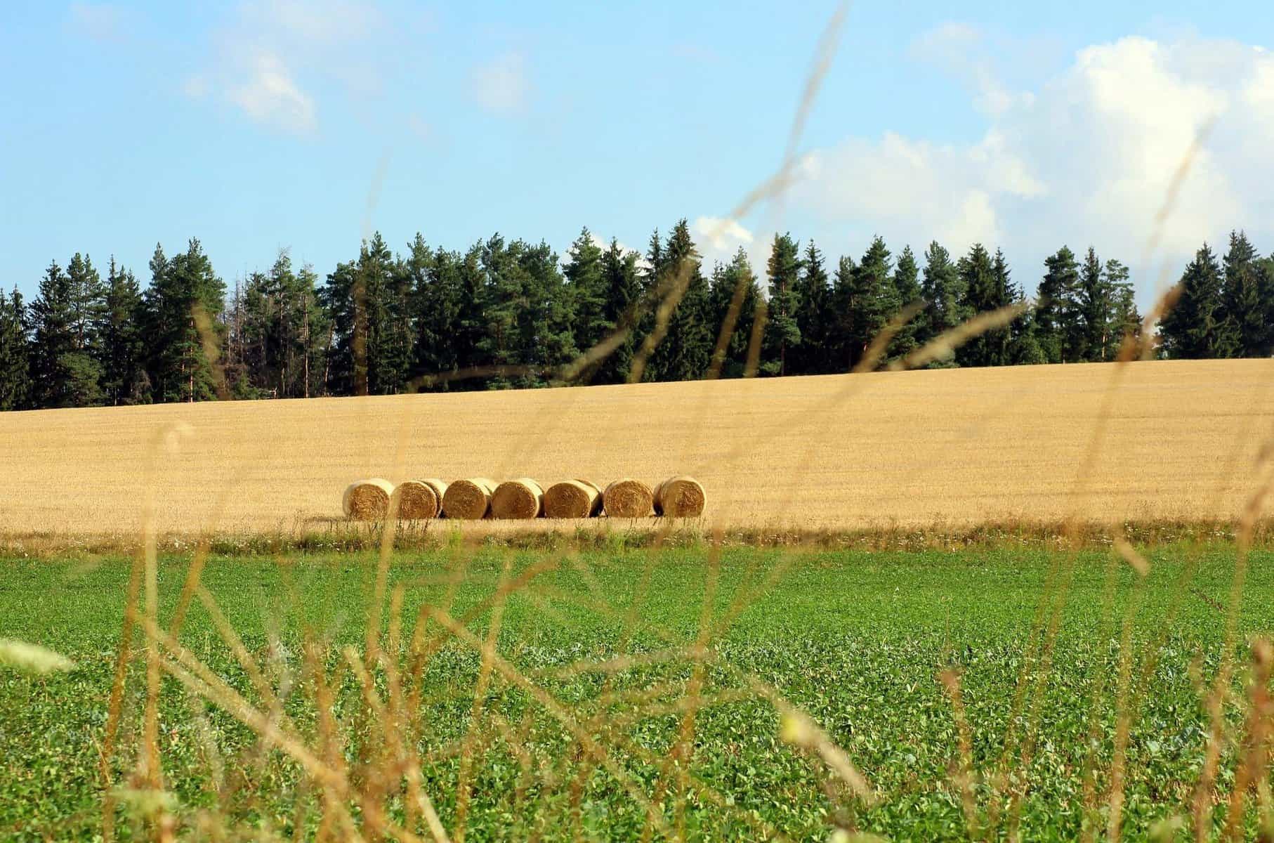 kwasy humusowe, florahumus, nawóz ekologiczny, nawóz naturalny, 