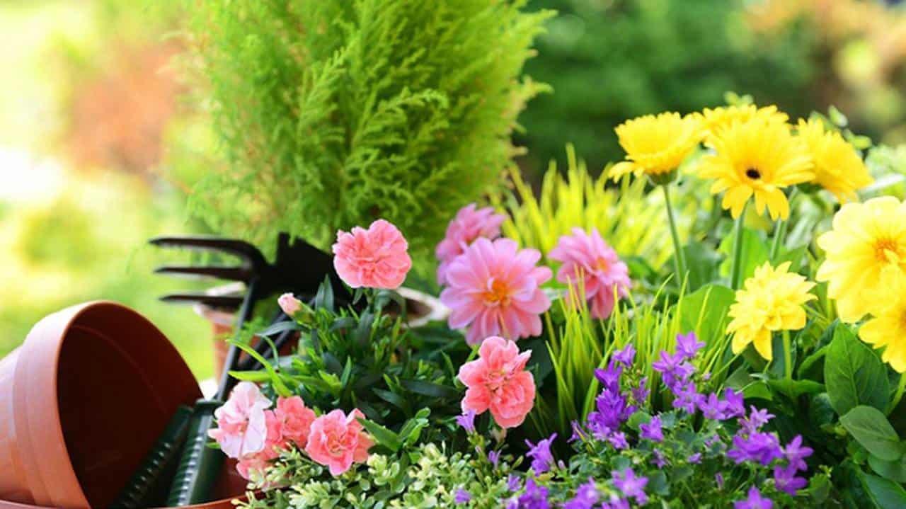 kwasy humusowe, florahumus, nawóz ekologiczny, nawóz naturalny, 