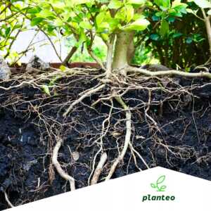 nawóz organiczny PLANTEO krzewy ozdobne pellet 1kg