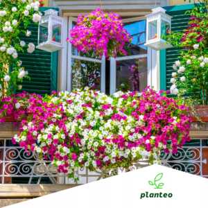 nawóz organiczny Planteo piękny balkon 500g