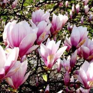 pellet magnolie Planteo 3kg organiczny nawóz