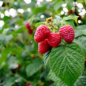 nawóz organiczny do owoców PLANTEO 3 kg
