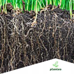 PLANTEO pellet mocny trawnik 3kg organiczny