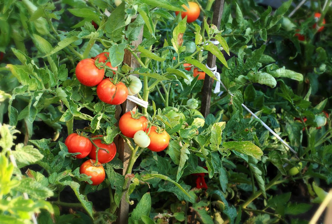 1d9bdf7b4f635ba562722bacecb07c27