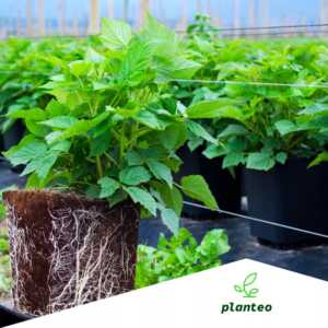nawóz do owoców Planteo pellet 1kg